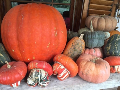 It's pumpkin planting time...