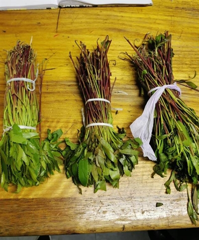 Drug plants found in Cookhouse busts