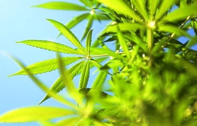 City of Cape Town releases vacant land for medical cannabis production