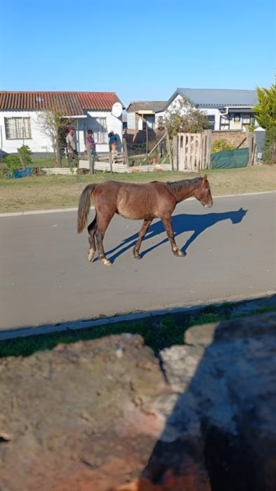 Pacaltsdrop horses, a 'ticking time bomb'