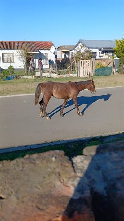 Pacaltsdrop horses, a 'ticking time bomb'