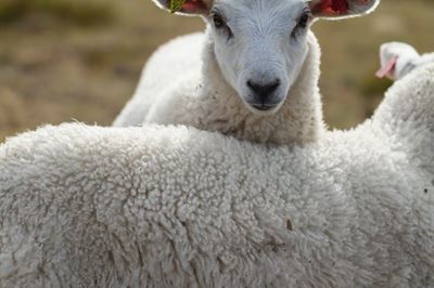 Droogte knou en woluitvoere kwel