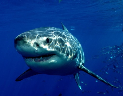 Sharks along our coast – dangerous or in danger?