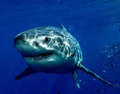 Sharks along our coast – dangerous or in danger?