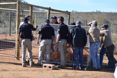 Big cats arrive in Eden