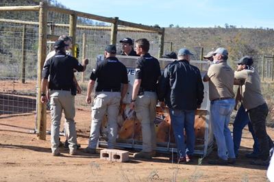 Big cats arrive in Eden