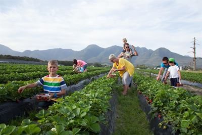Eat and be merry at Redberry Farm