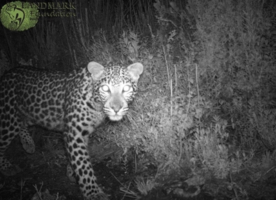 Welcome to leopard country