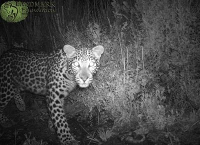 Welcome to leopard country
