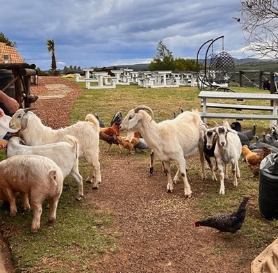 Outeniqua Wildsplaas is uniek
