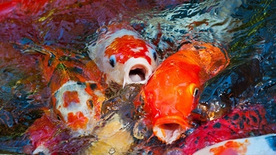 Koi on show next weekend