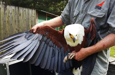 Majestic fish eagle saved