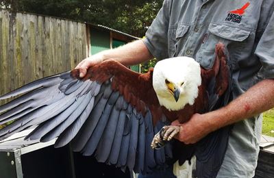 Majestic fish eagle saved