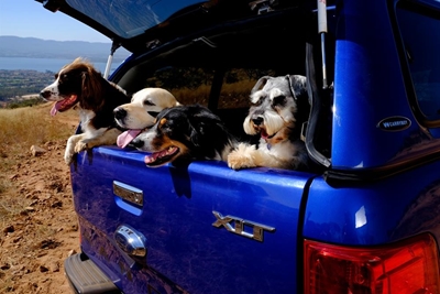 Ford and partners help man's best friend