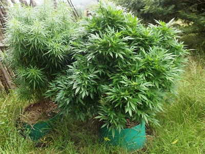 Dagga-'plaas' uitgeruk