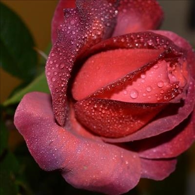 Roos-en blommeskou eersdaags 