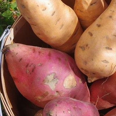 Sweet potato gains more importance 
