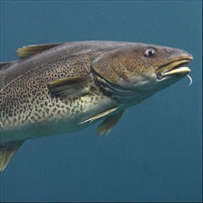 UK's chatty fish to be recorded