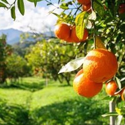 Trump’s presidency could be bad for SA agriculture 