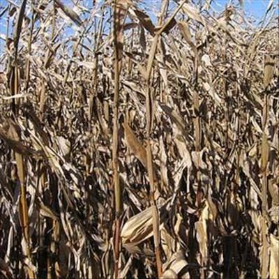 Rand tumble blamed for spike in maize price