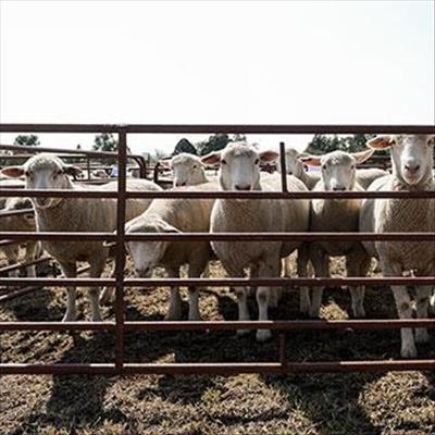 Dormer sheep: For the greatest return on your investment