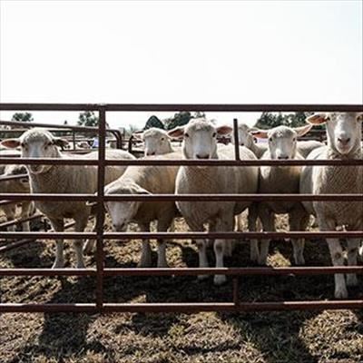Dormer sheep: For the greatest return on your investment