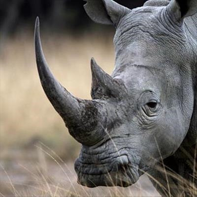 New bid to grow legal value of rhino horn
