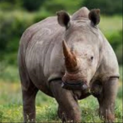 6 rhino poaching suspects expected in court