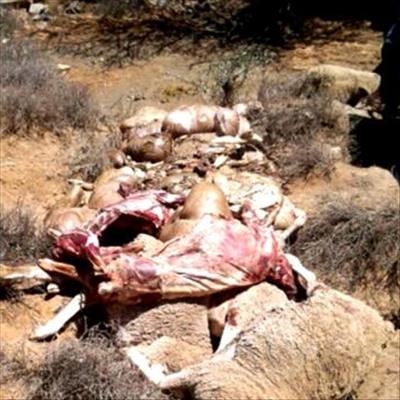 Farmers hard hit by stock theft