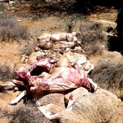 Farmers hard hit by stock theft