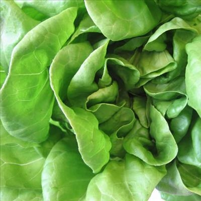 New study: Salmonella thrives in salad bags