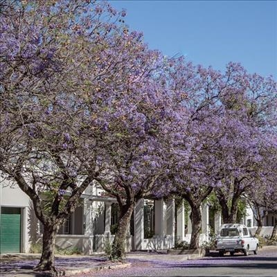 Jacaranda trees in danger