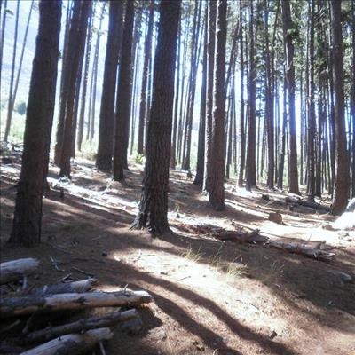 Bleak future of timber industry discussed 