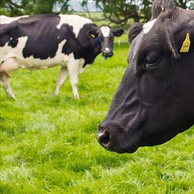 New tool helps green livestock sector 
