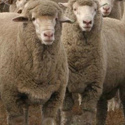 R6 million sheep fraud investigated