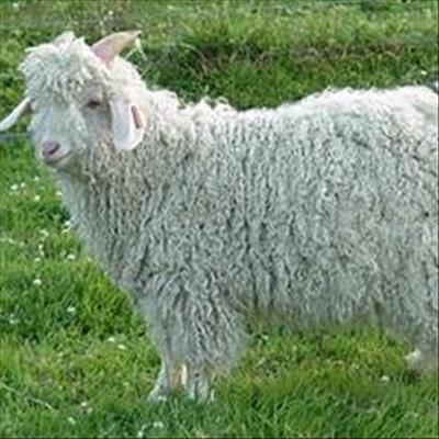 Mohair demand subdued at season’s second last sale 