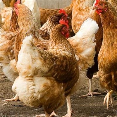 Department of Trade & Industry deals with poultry imports concerns