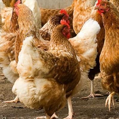 Department of Trade & Industry deals with poultry imports concerns