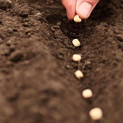 Addressing lack of access to seeds