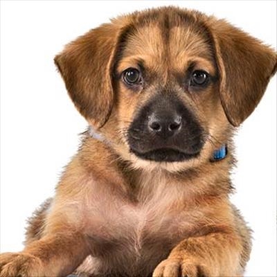 Do not give pets as gifts this Christmas