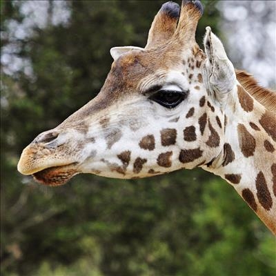 Giraffes facing 'silent extinction' as population plunges