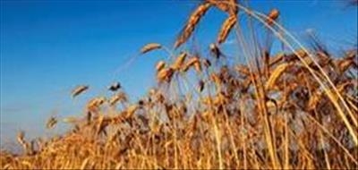 Grain farmers banking on cultivar research