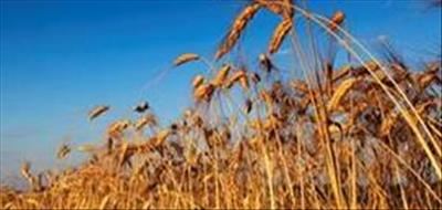 Grain farmers banking on cultivar research