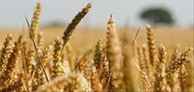 Food security and tobacco growing in Africa