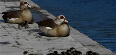 Police escort family of geese to safety 