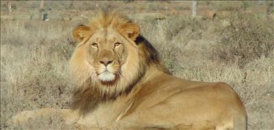 Sylvester the lion attracts admirers 