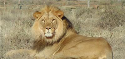 Sylvester the lion attracts admirers 