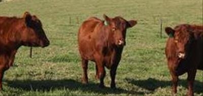Producer price of red meat comes down 