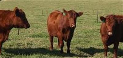 Producer price of red meat comes down 