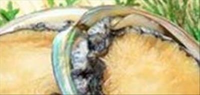Suspected abalone syndicate busted
